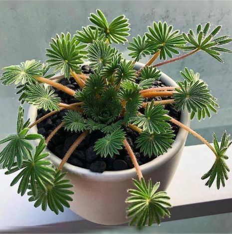     Palmifrons:      