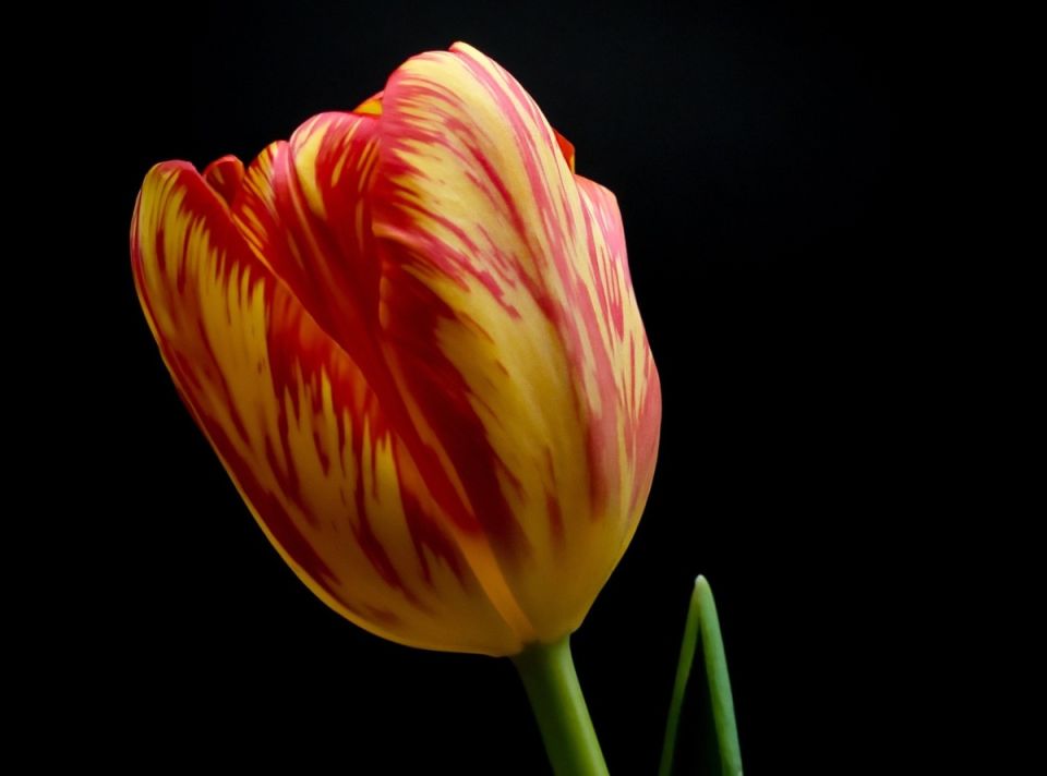 Как распознать и справиться с вирусами тюльпанов