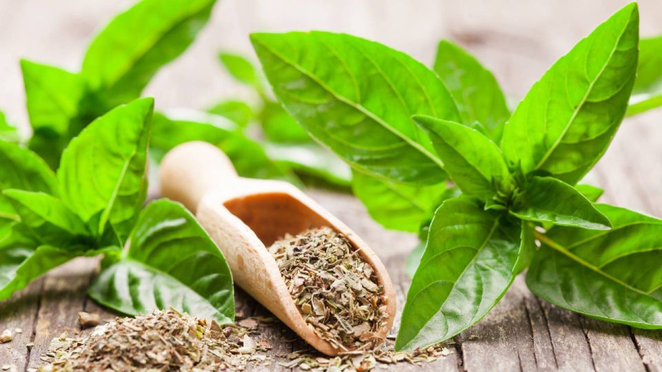 Сушеный базилик будет ароматнее свежего: вот как делают заготовки опытные хозяйки