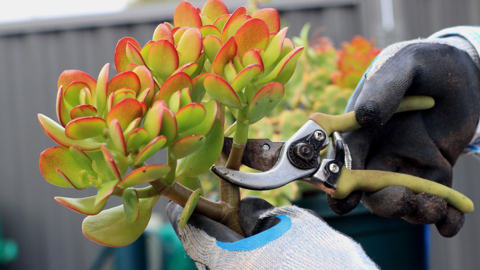 Результат за копейки: с этим аптечным средством срезы растений будут под защитой