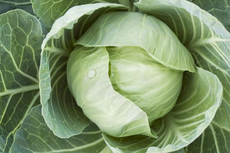 Секреты осенней подкормки капусты: как вырастить урожай мечты