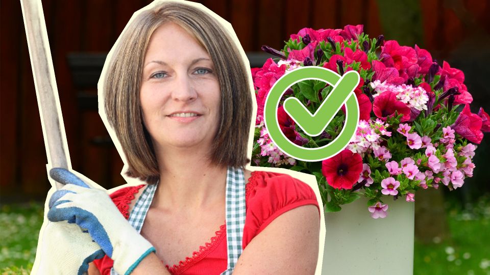 Вот что умные дачники делают с петуниями в августе: кусты потом цветут аж до осени