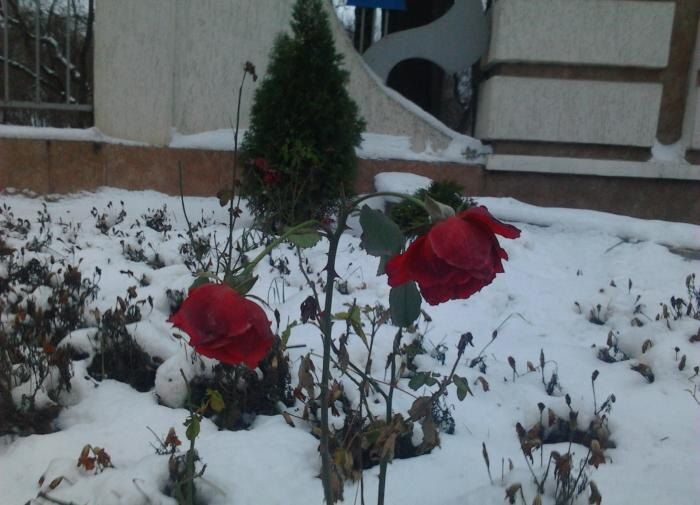 Как правильно укрыть цветы зимой: избегаем распространенных ошибок