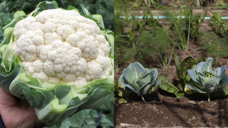 Тайны урожайной цветной капусты: советы по уходу и выращиванию