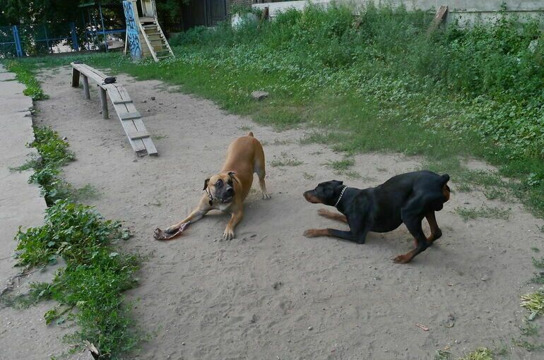 Госдума планирует повысить штрафы за плохое обращение с животными