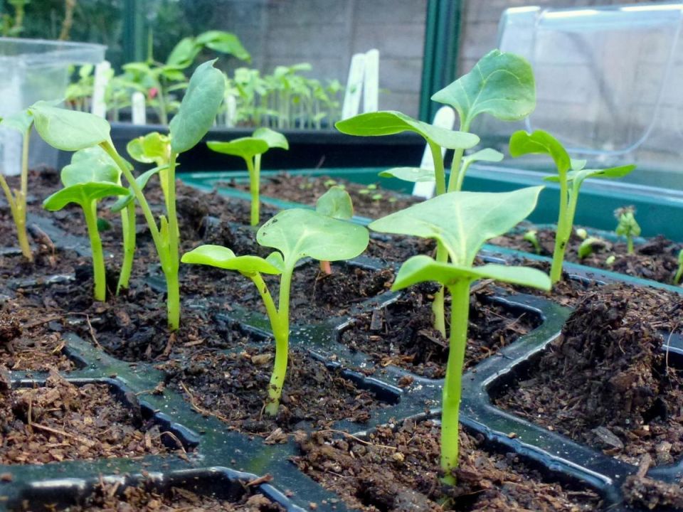 Как спасти вытянувшуюся рассаду томатов: простые приемы для крепких растений