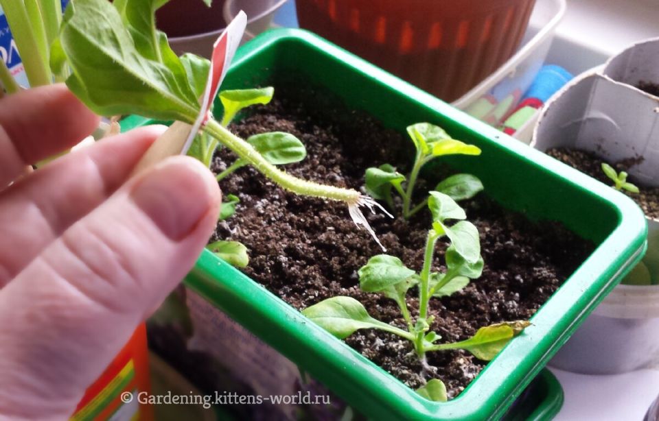 Новый взгляд на укоренение черенков: простые секреты для успешного размножения растений