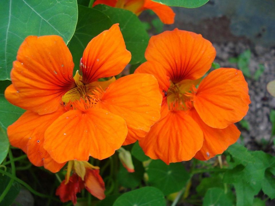 Цветы-охранники: как бархатцы, настурция и ромашка помогут вашему огороду