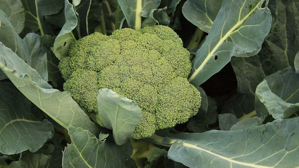 Правильный выбор места для брокколи