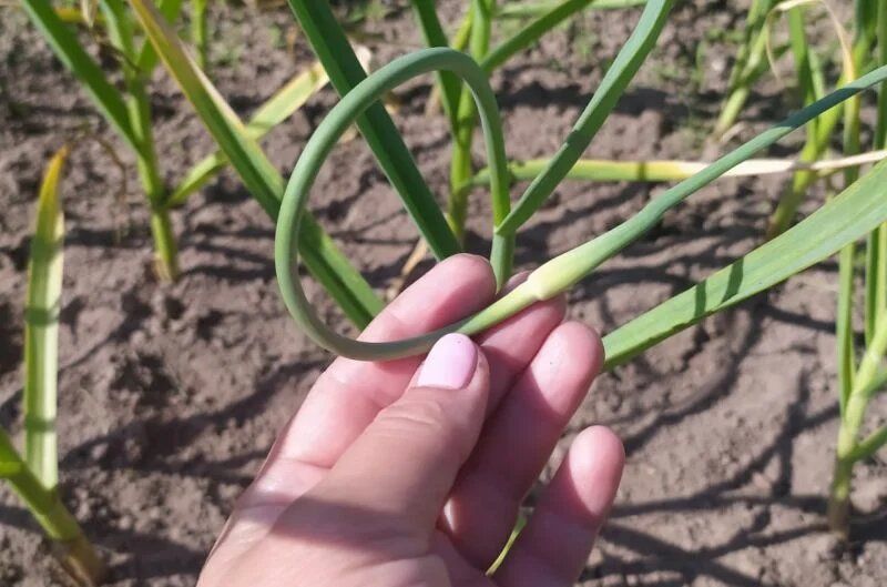 Чесночные стрелки — новые кулинарные горизонты