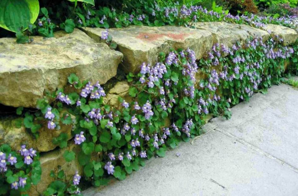 Цимбалярия постенная: идеальное решение для тенистых уголков вашего сада