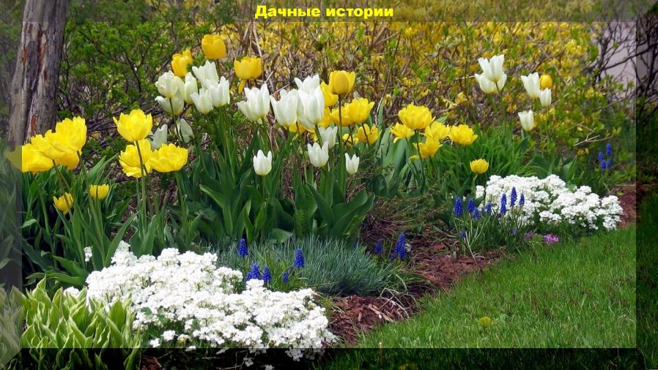 Ранние цветы: какие растения порадуют весной в вашем саду