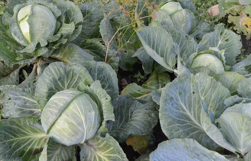 Секреты успешного полива капусты в августе: советы для дачников