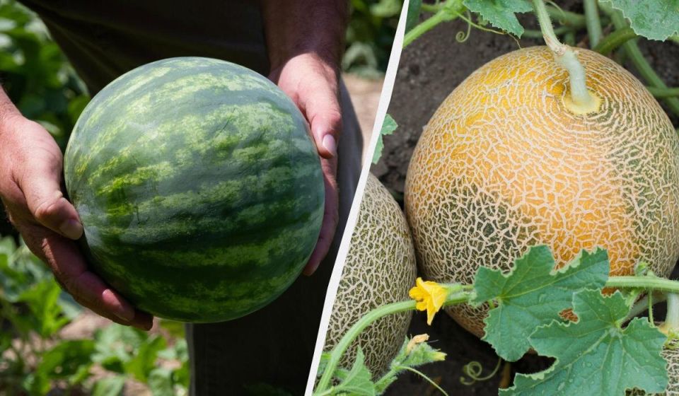 Секреты сбора арбузов и дынь: когда настало время урожая