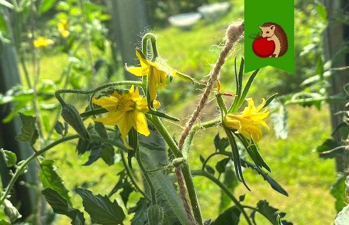 Как обеспечить роскошный урожай томатов в период цветения: секреты успешной подкормки