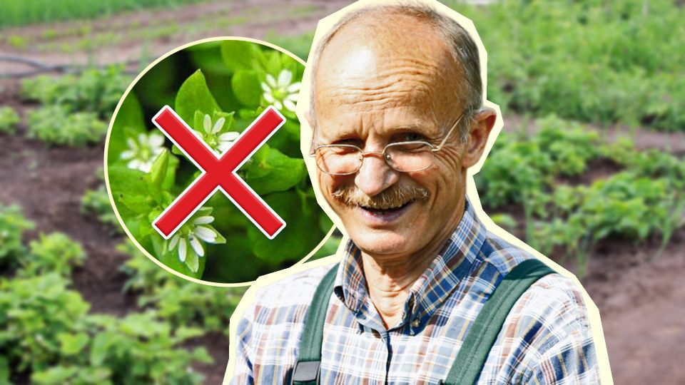 Избавиться от мокрицы на участке можно только так: этот способ выбирают умные дачники