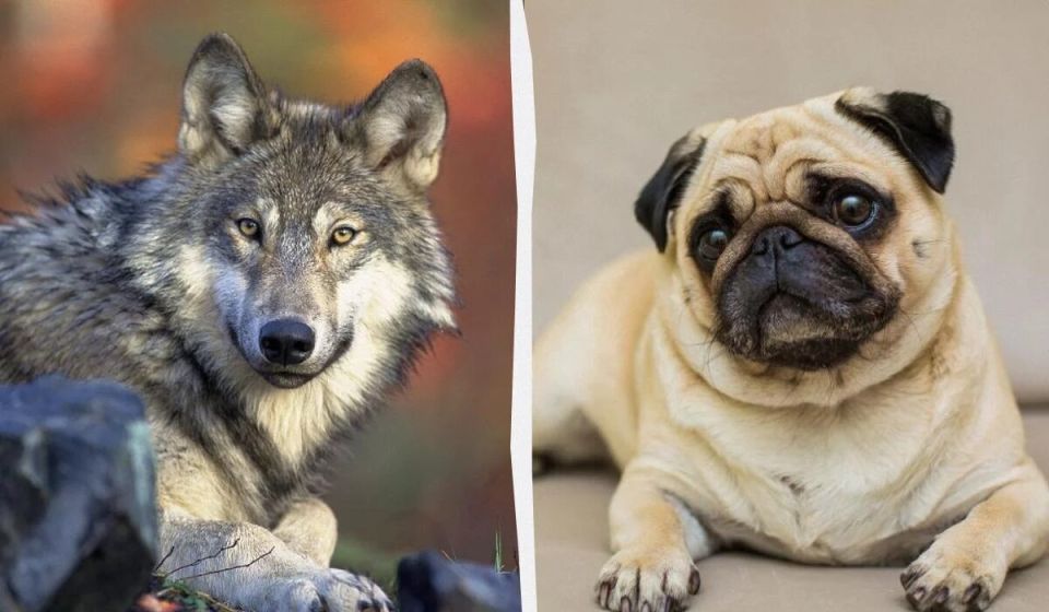 Как волки стали нашими лучшими друзьями: тайны одомашнивания