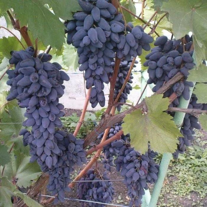 Почему столовый виноград — лучший выбор для садоводов