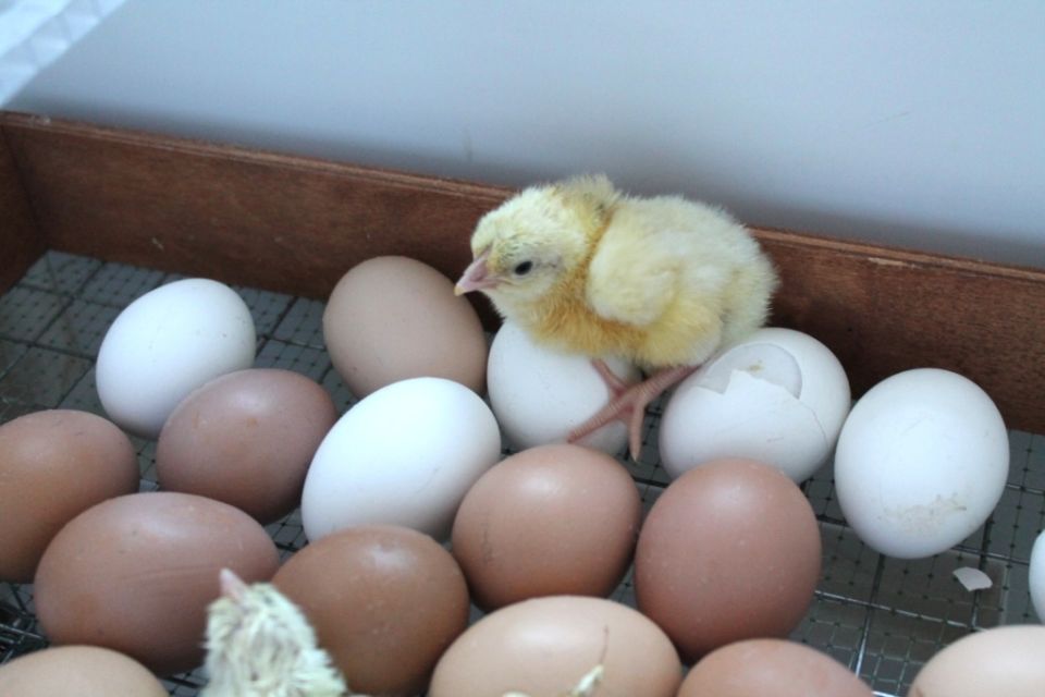 Как выбрать идеальные инкубационные яйца для успешного выведения цыплят