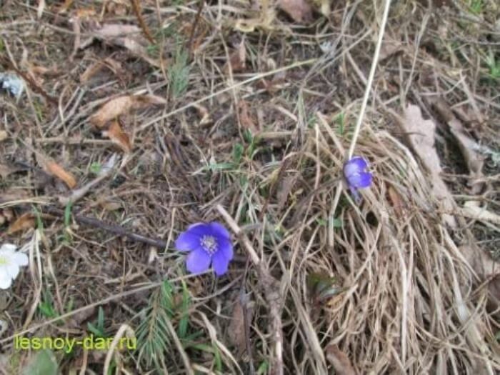Весной в лесу расцветает чудо: печёночница благородная как символ первоцветов