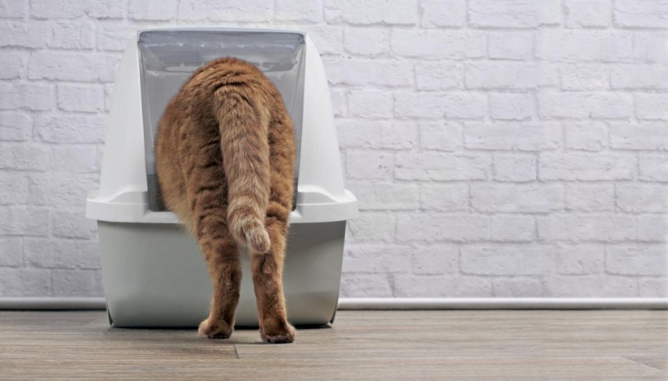 Как выбрать идеальный наполнитель для кошачьего туалета: советы и рекомендации