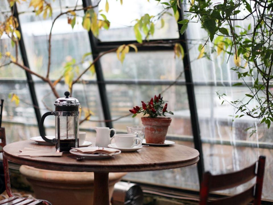 Лопатковец: как приручить зелёного любимца и получить его цветение