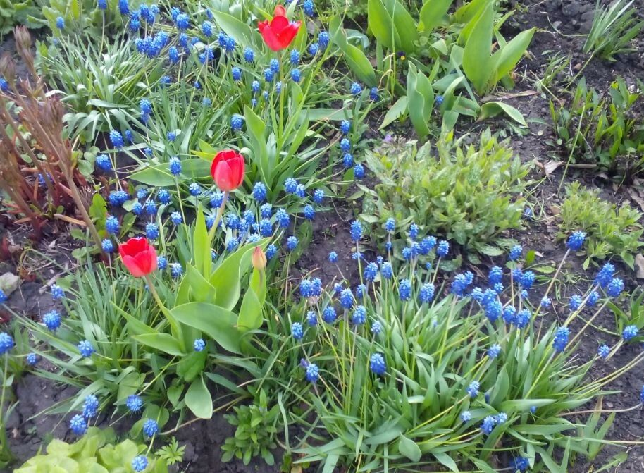 Весна на пороге: как мелколуковичные цветы преобразят ваш сад