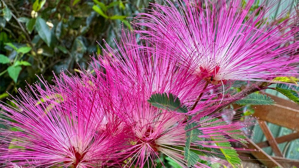 Альбиция: как вырастить эту экзотику в средней полосе России