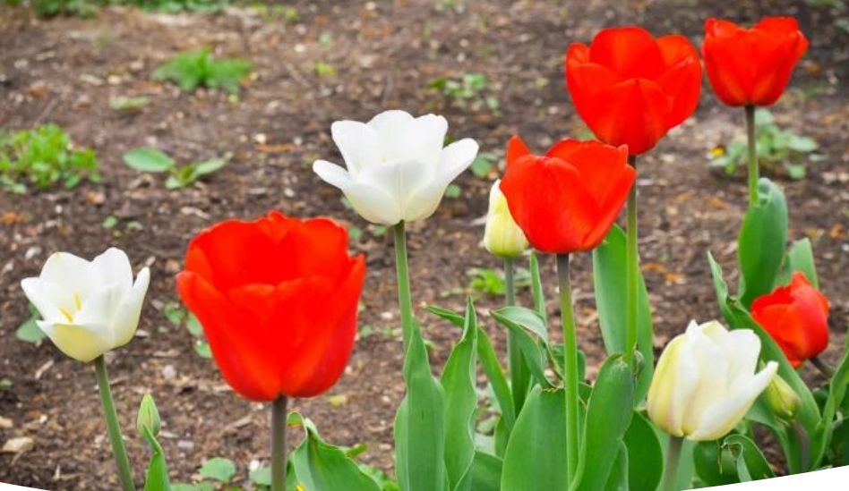 Тюльпаны и нарциссы: когда и как правильно выкопать луковицы для успешного урожая