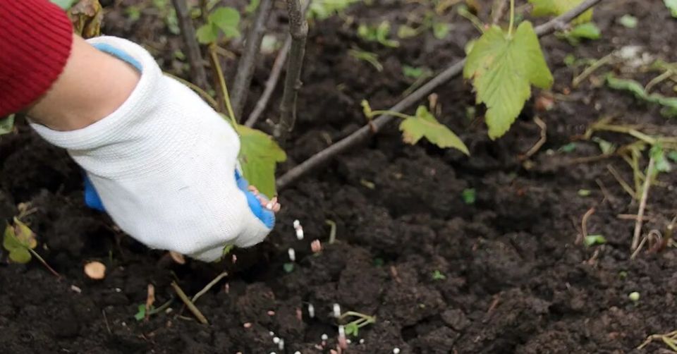 Осенняя подкормка деревьев и кустарников: как подготовиться к зиме