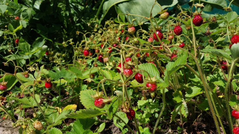 Секреты успешного выращивания земляники: как получить максимум от небольшого сада