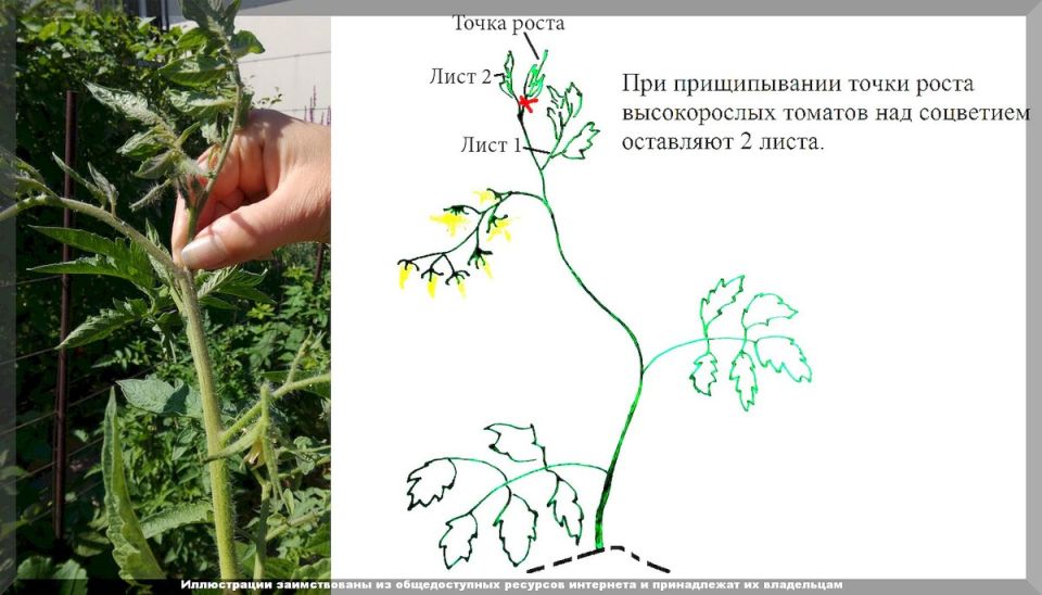 Как обеспечить щедрый урожай томатов в конце августа: секреты эффективного ухода