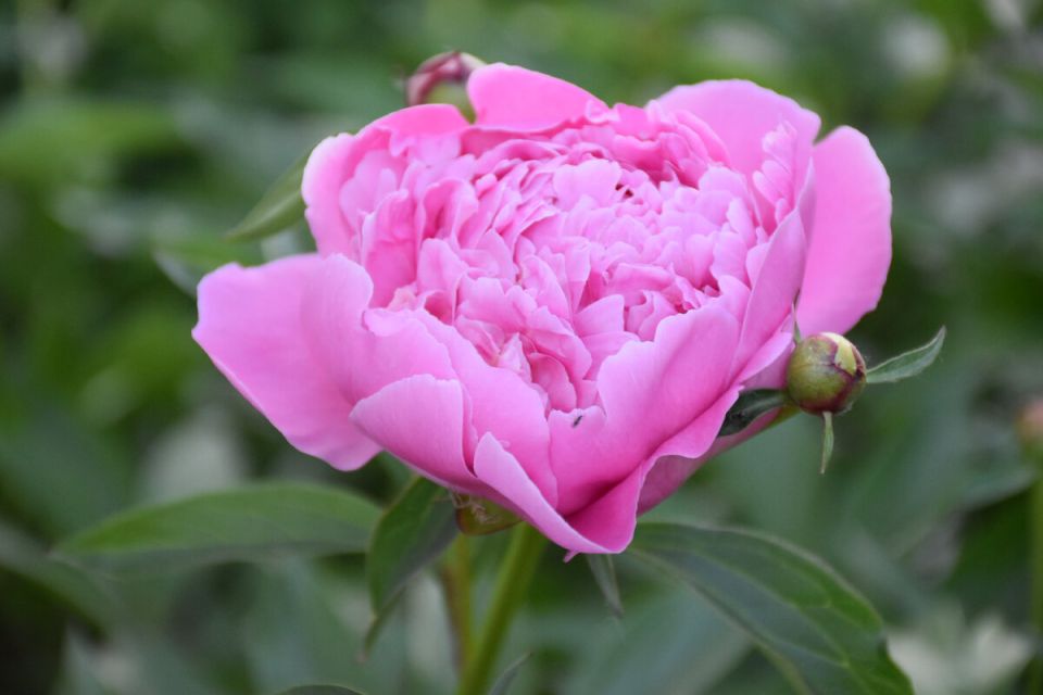 Пионы в вашем саду: Как выбрать идеальных соседей для создания идеальной клумбы