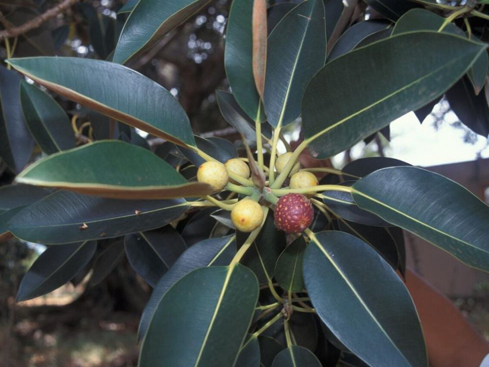 Какие комнатные растения могут помешать вашему счастью?