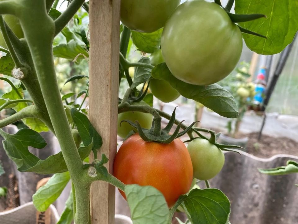 Томаты не желают краснеть? Вот главные ошибки огородников и секреты их исправления