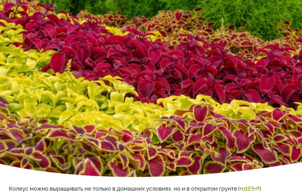 ������: ����� ��������� ������ ����