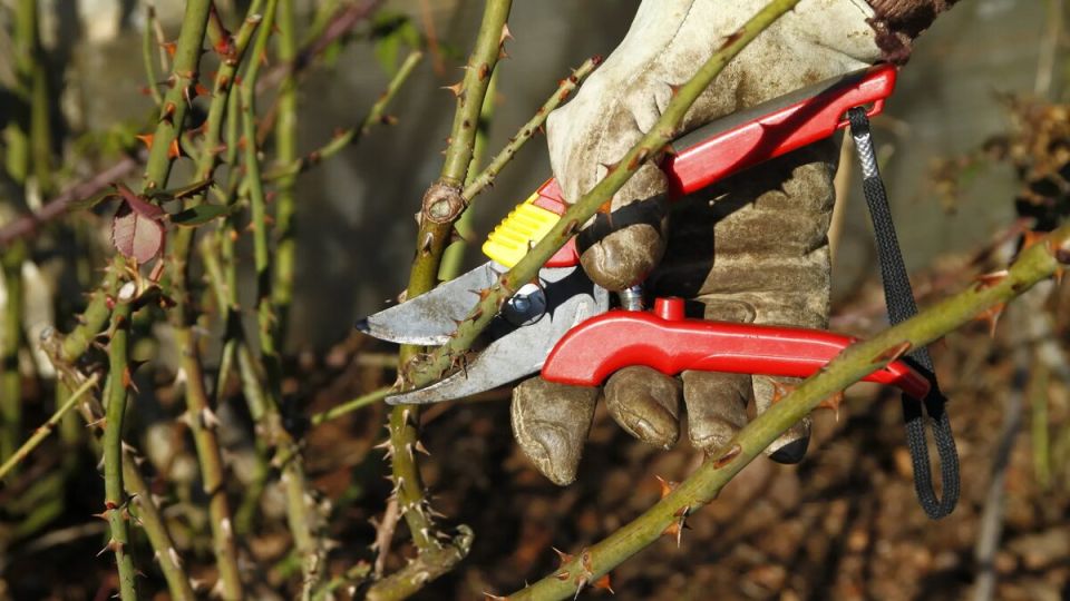 ������� ���: ������� ��������� ����� ������