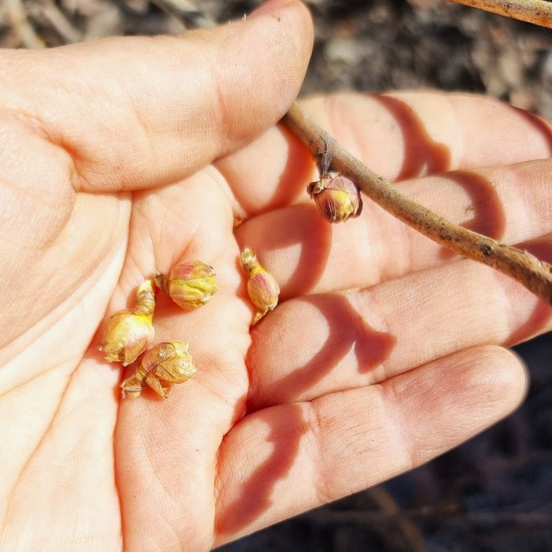 ��� �������� ��������� �� �����: ������ �� �������� ���������