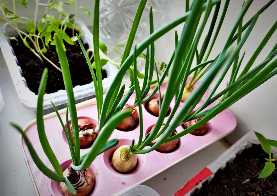 Как вырастить зеленый оазис на вашем подоконнике в ноябре