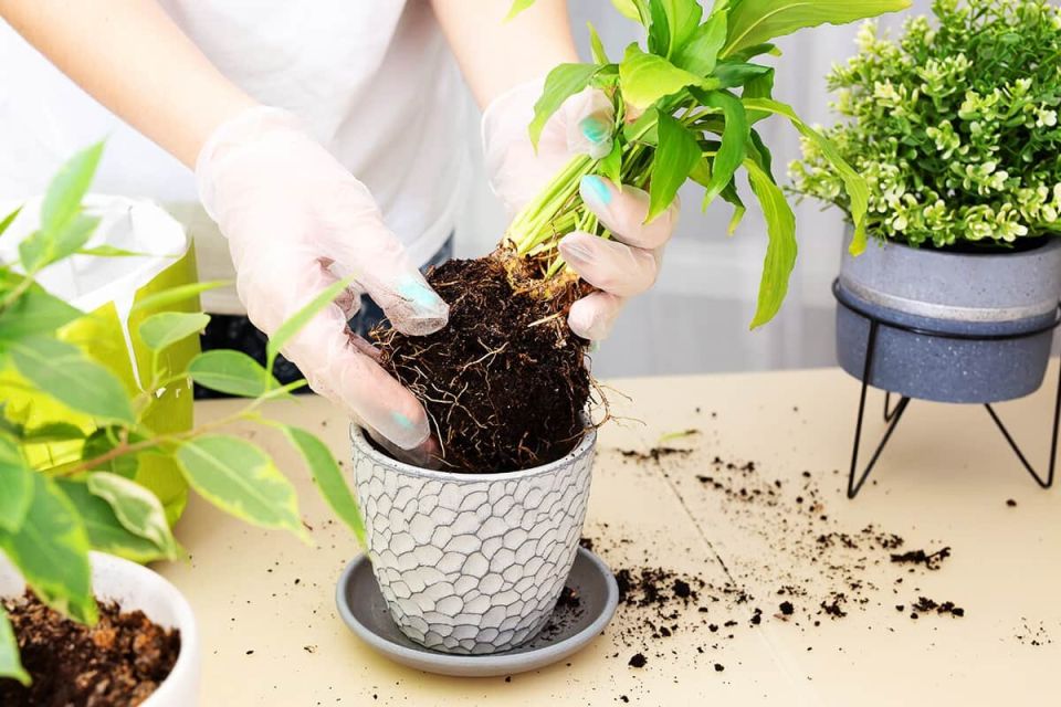 �������, ��� ���� �������� �������� ��������� � ���������