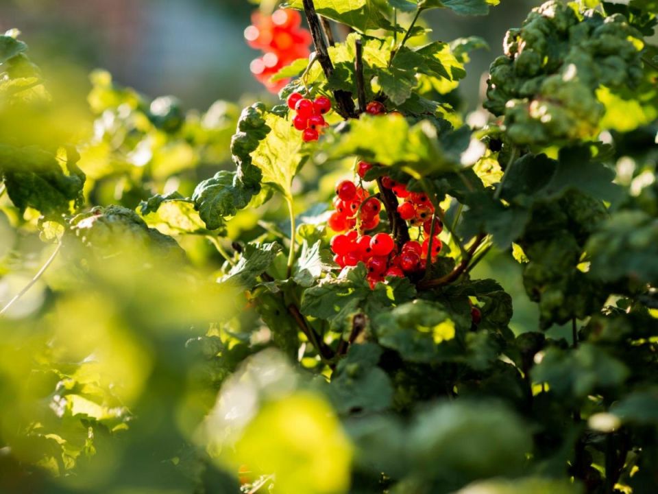 ��� �������� ����� ��������� �� ��������� �����: ����������� ������ ������