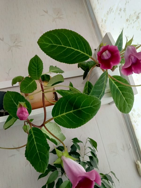 Как справиться с болью в пятке: советы и рекомендации накануне путешествия