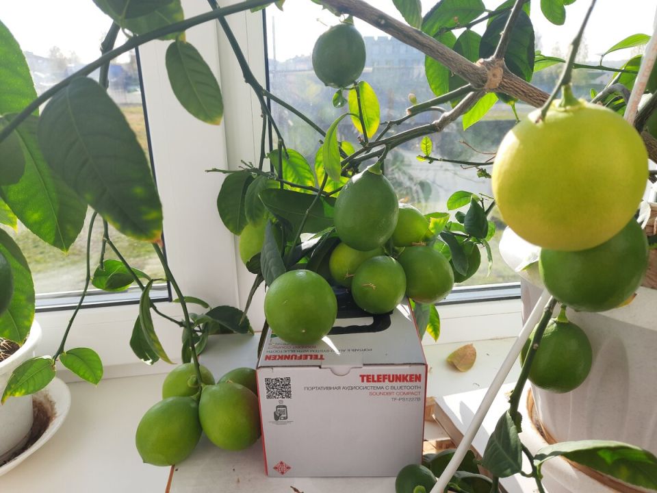 Как вырастить лимоны на подоконнике: секреты успешного урожая