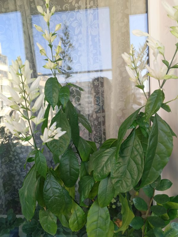 ��� �������������� �� �������� ��� ���������� ������: ������ ������ � ������� ������������