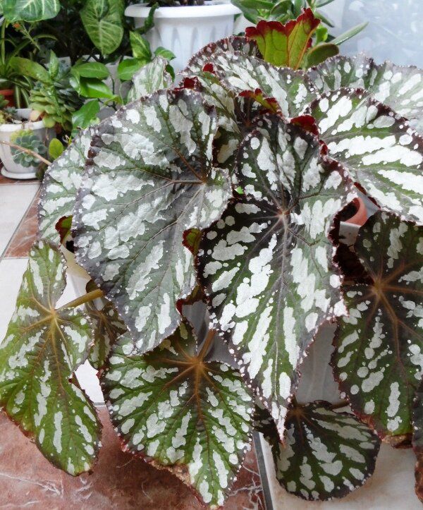 Очарование бегоний: декоративно лиственные красавицы для вашего дома