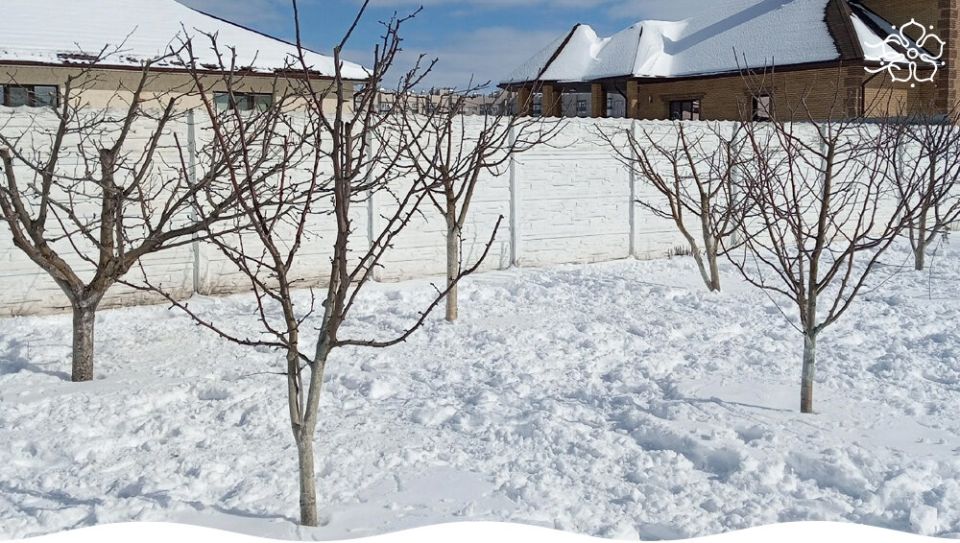 Секреты защиты сада: как простые методы помогут вам проконтролировать вредителей осенью и зимой