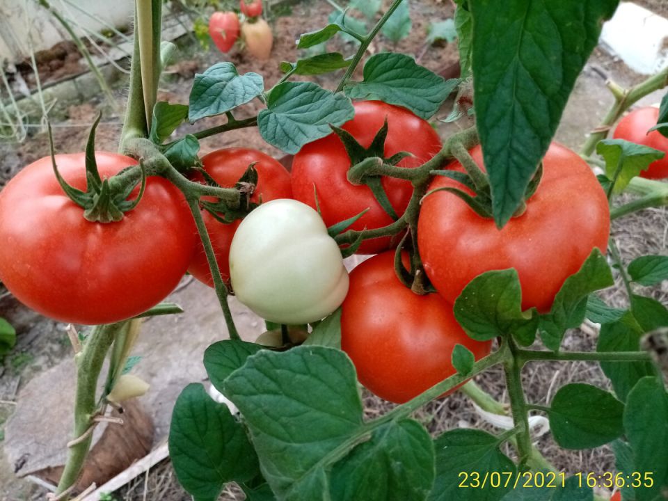 ������������ ������: ������ ����� ����� �� ����� ���������� ��������