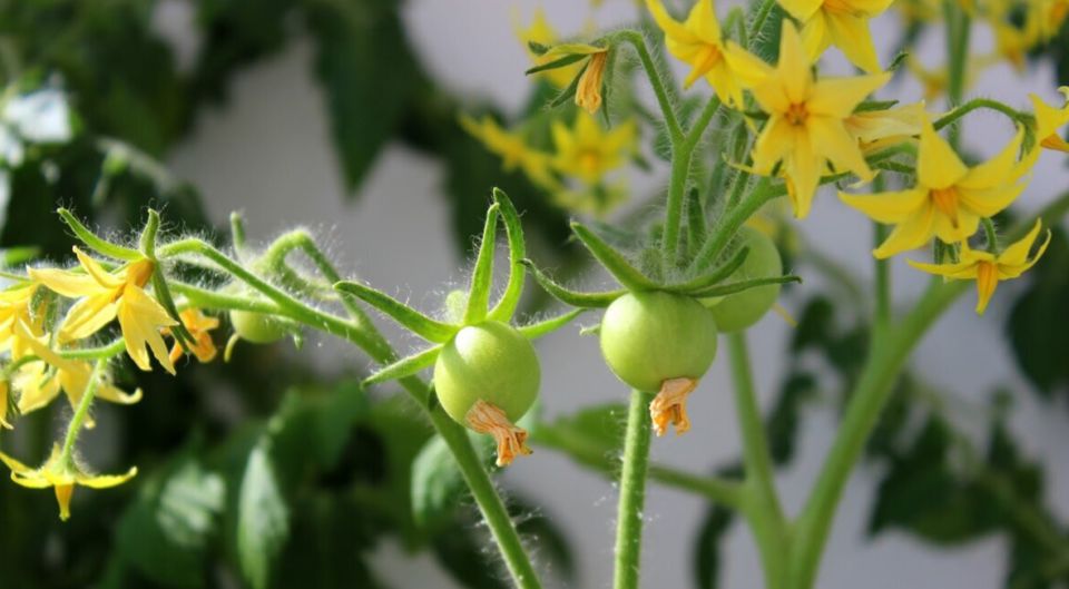 ��� ������ ������ �� ����: ������� ��������� � ��������� �����