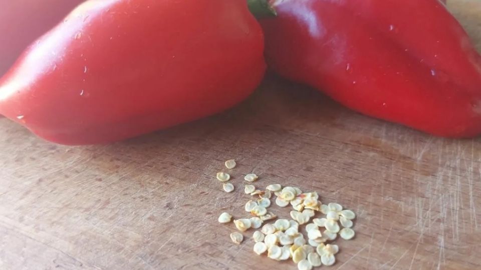 Экономия и урожай: как семена из магазинного перца стали настоящей находкой