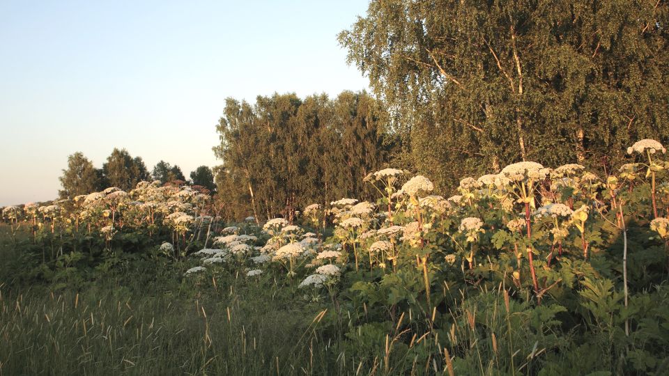 Биолог объяснил, как правильно убирать опасный сорняк и что делать с ожогами от него